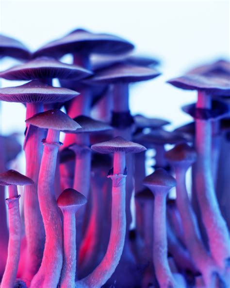 Magic mushrooms inland empire